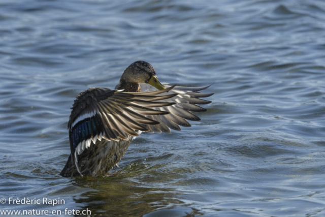 Colvert femelle