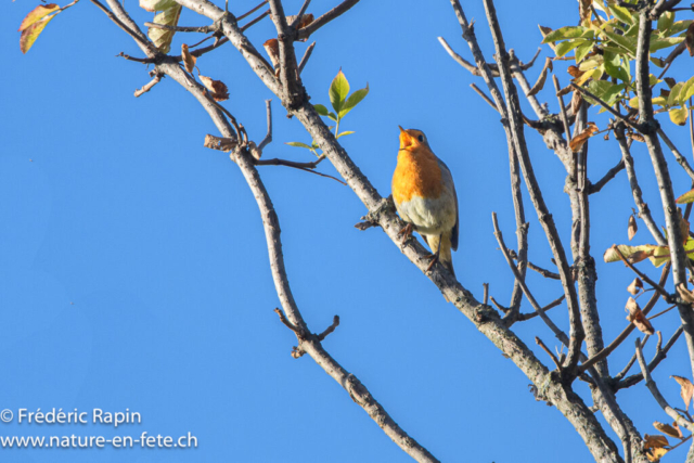 Rouge-gorge familier