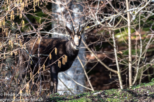 Chamois mâle en observation