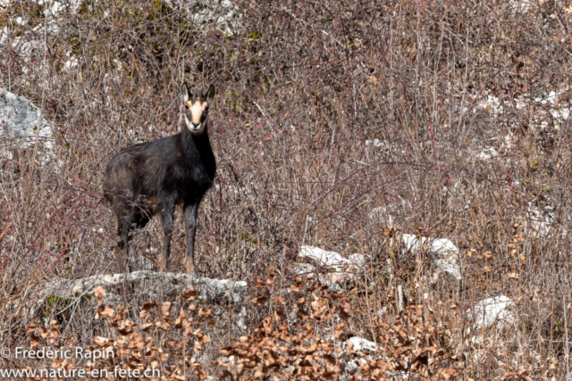 Jeune chamois intrigué