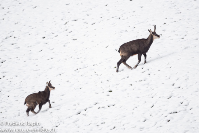 Femelle de chamois suivie de son chevreau