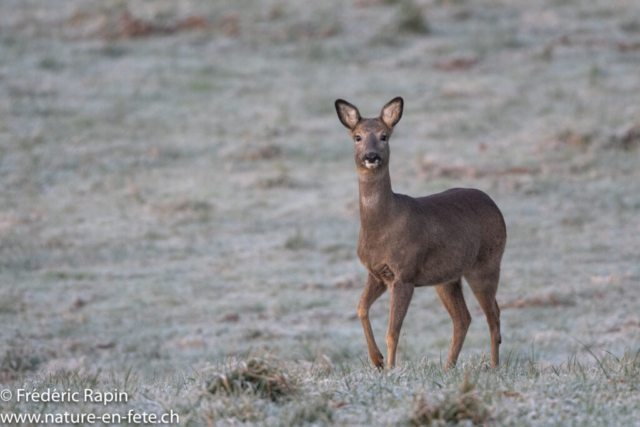 Chevrette à l'aube dans le givre