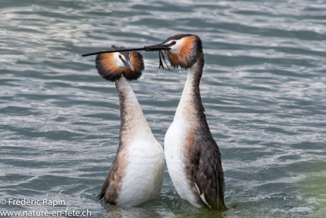 Couple de grèbes huppés