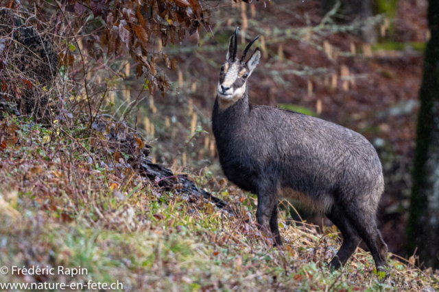 Chamois sous la pluie