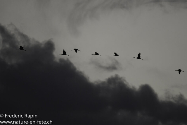 Grues cendrées