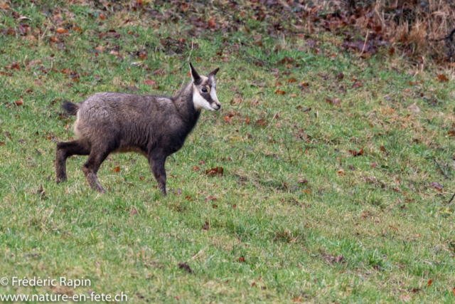 Chevreau sous la pluie