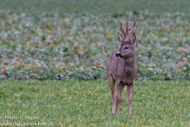 Brocard sous la pluie