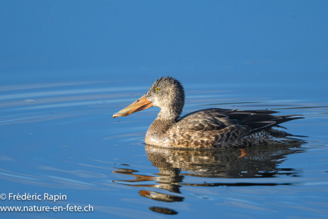 Canard souchet femelle