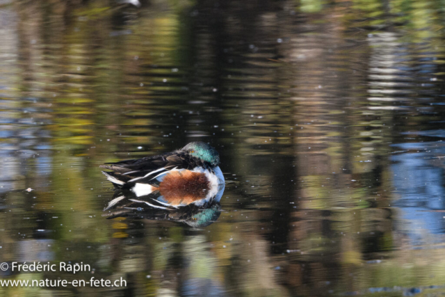 Canard souchet mâle