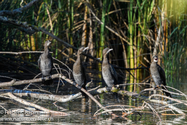 Cormorans pygmées