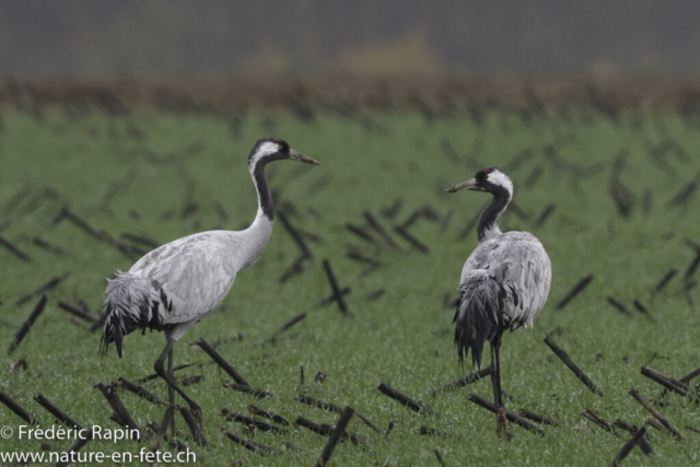 Grues cendrées