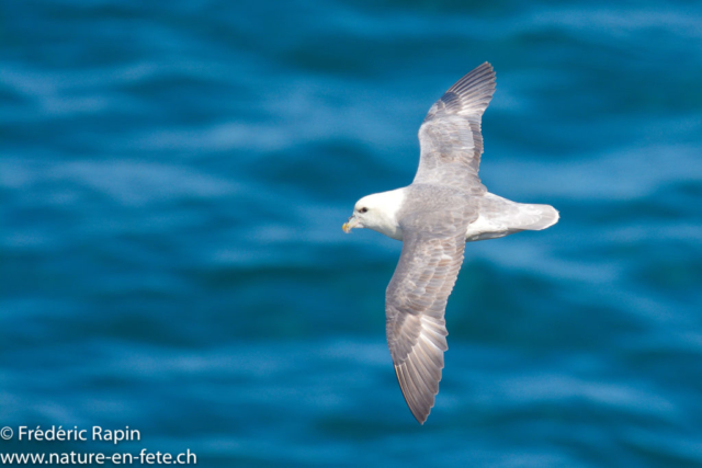 Fulmar, Ecosse