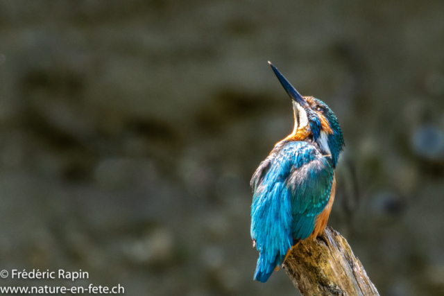 Martin-pêcheur au bord de l'Arnon