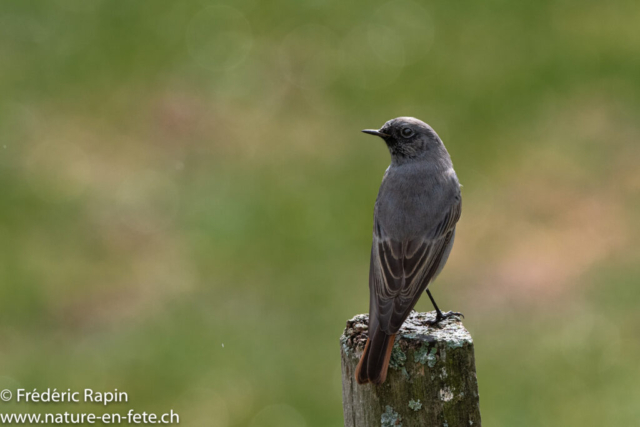 Rouge-queue noir femelle