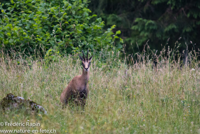 Chamois attentif, Jura vaudois