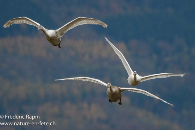 Cygnes tuberculés