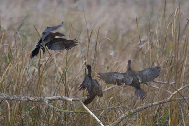 Cormorans pygmées