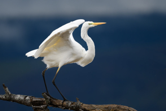 Grande aigrette