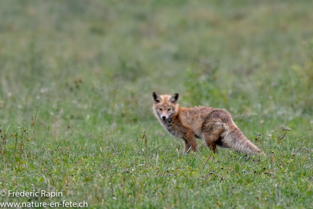 Renard pelucheux