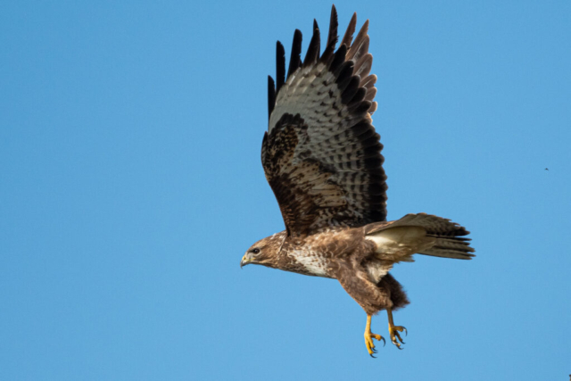 Buse variable à l'envol