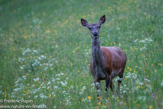 Biche