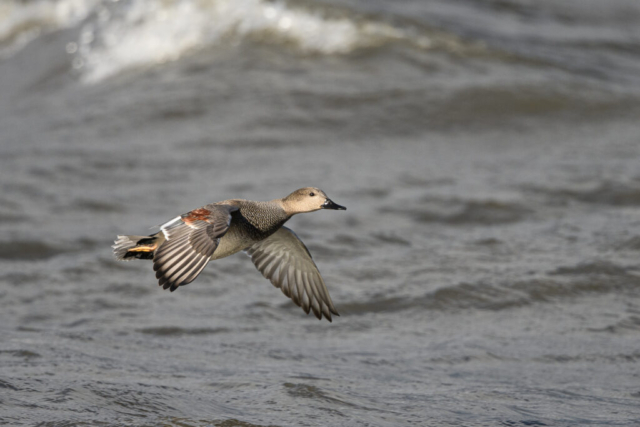 Canard chipeau