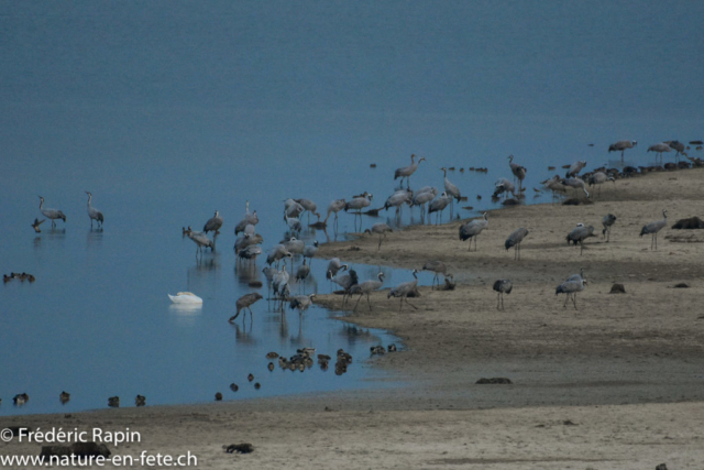 A l'aube au Lac du Der