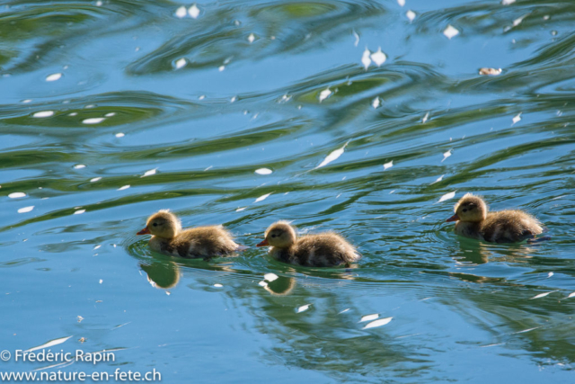 Poussins de nette rousse, embouchure de l'Arnon