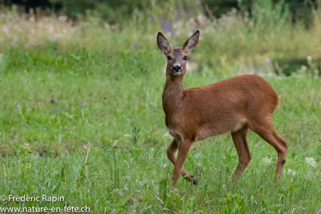 Chevrette en alerte