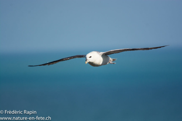 Fulmar, Normandie