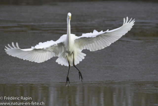 Grande aigrette