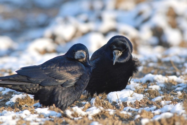 Couple de corbeaux freux