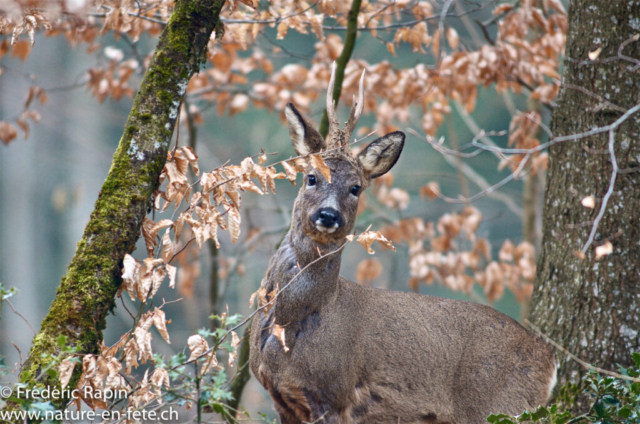 Brocard dans le sous-bois