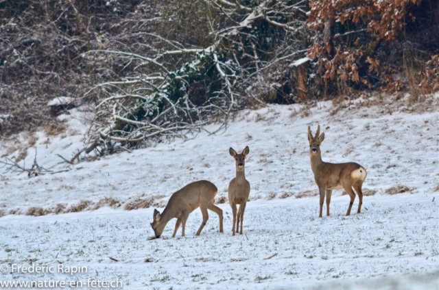 Matin d'hiver