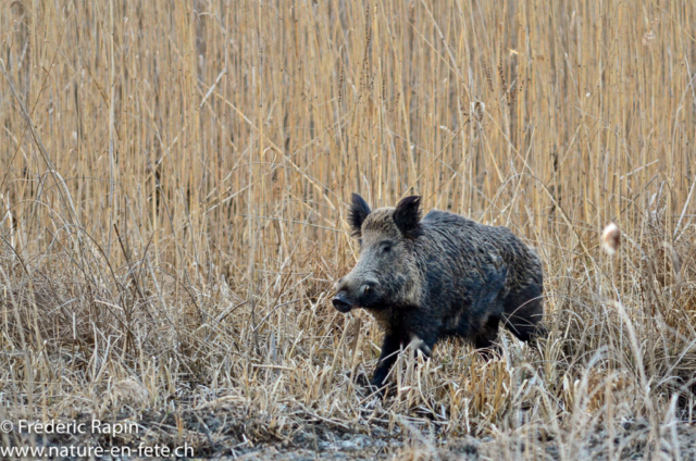 Sanglier mâle dans le marais