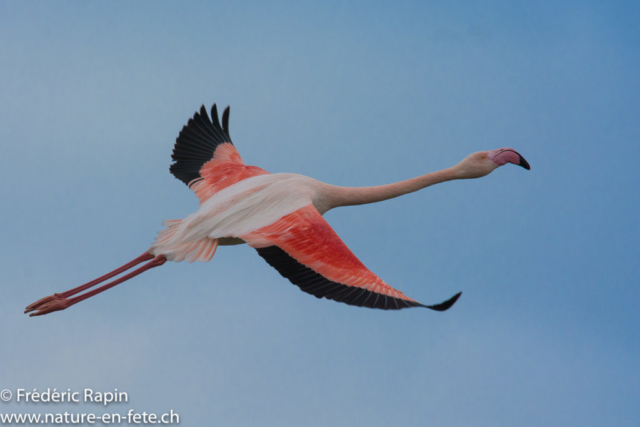 Flamant rose de Camargue