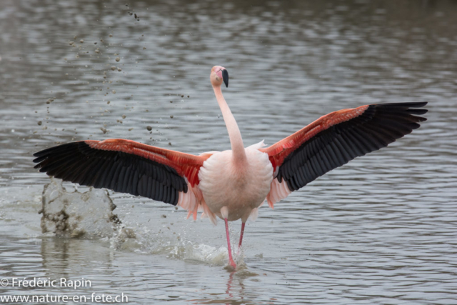 Flamant rose se posant