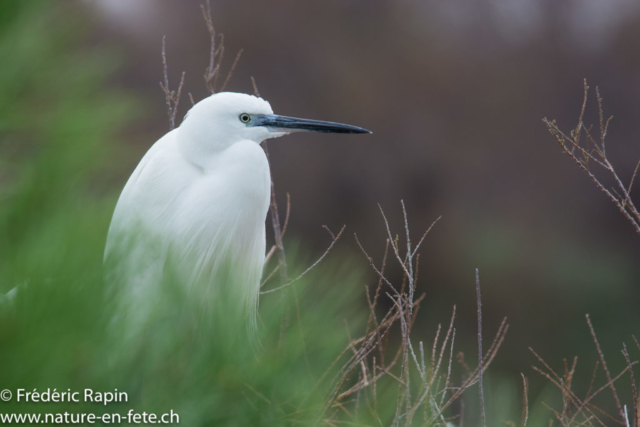 Aigrette garzette