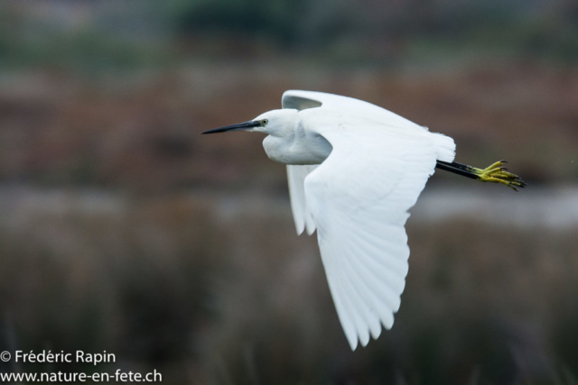 Aigrette garzette, Camargue