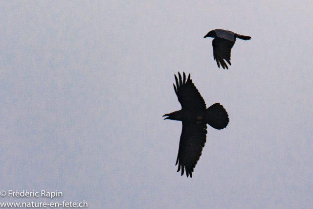 Corneille noire et grand corbeau