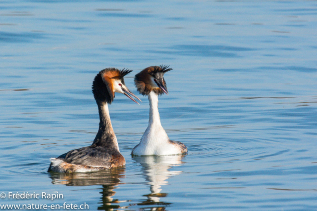 Couple de grèbes huppés