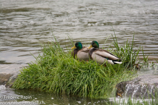 Canards colverts sur l'Arnon