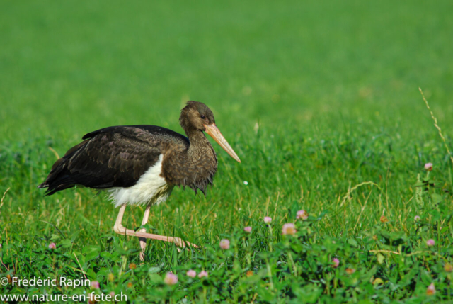 Jeune cigogne noire