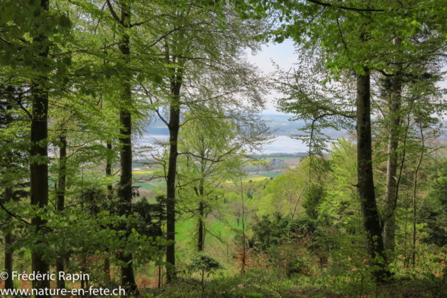 Au Bois de Corcelles