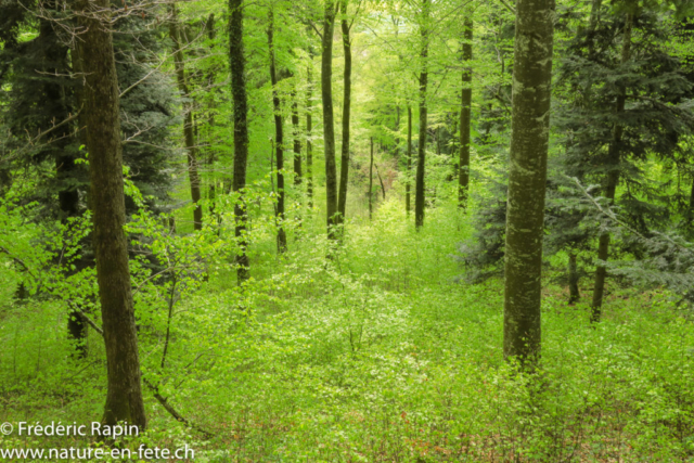 Au Bois de Corcelles