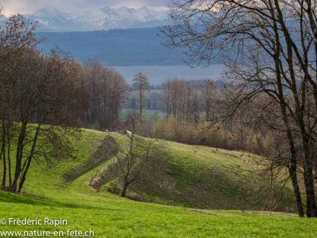 Près du Bois de Champagne