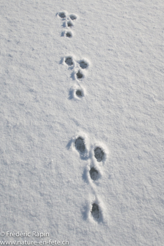 Piste de lièvre