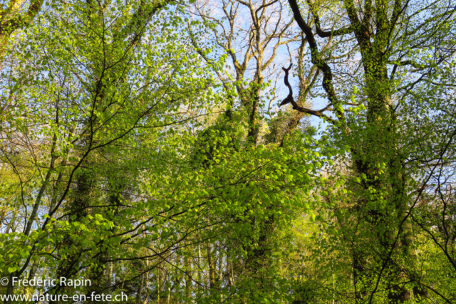 Sous-bois d'avril