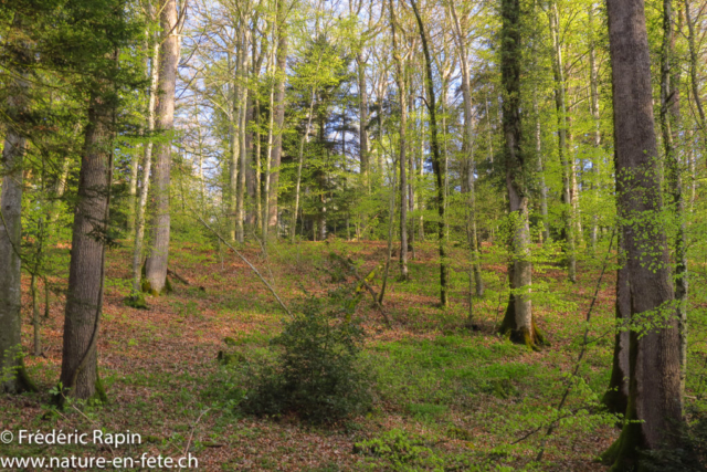 La forêt s'enfeuille