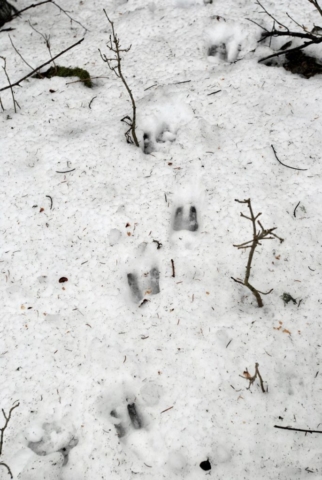 Traces de chamois